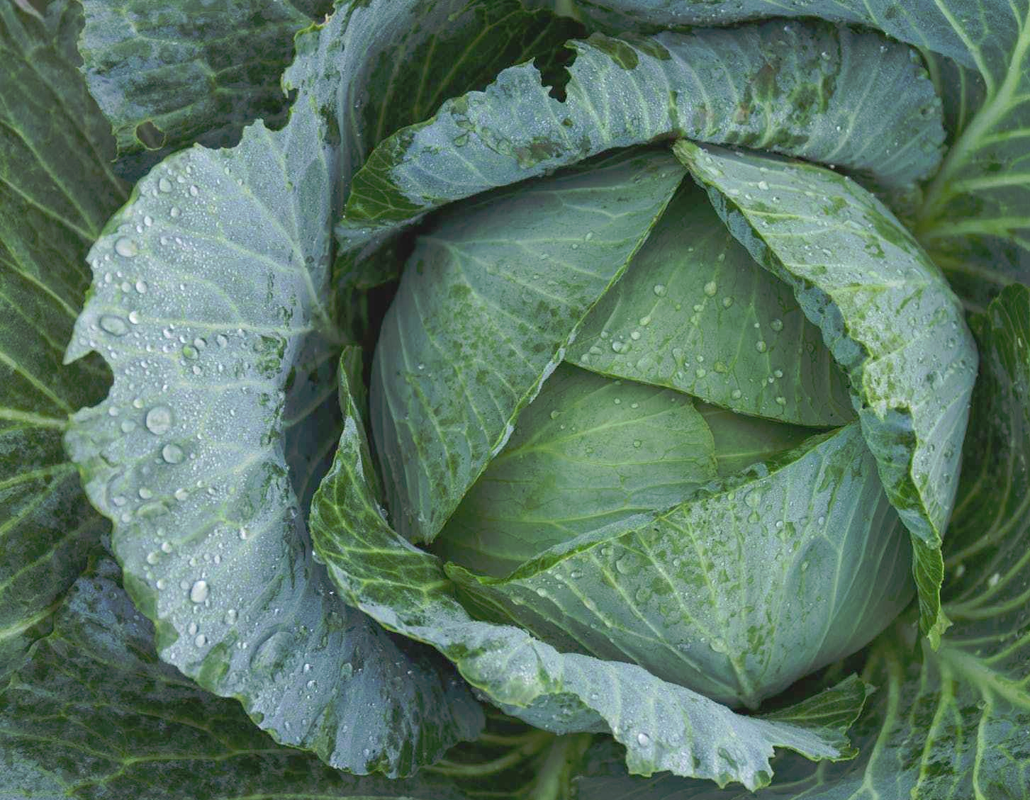 Irish Fare [from Paula Deen]