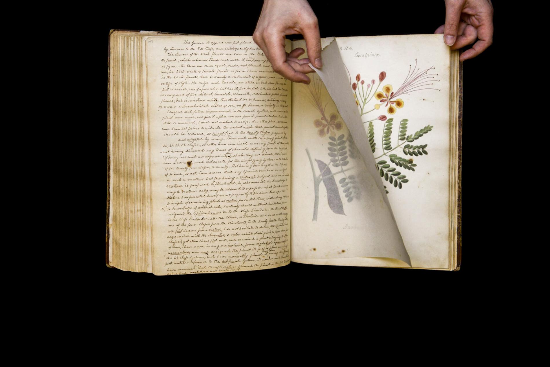 ‘Lost’ book of Cuban botany drawings rediscovered after 190 years