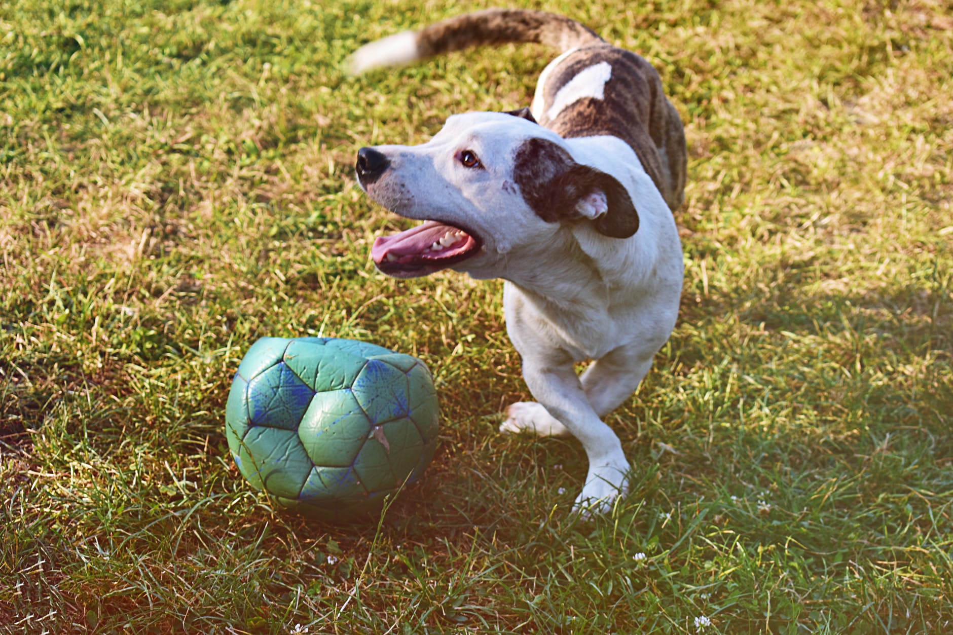 An Interloping Dog Entered a Soccer Game and Proved He’s the Real Star of the Sport — TIME