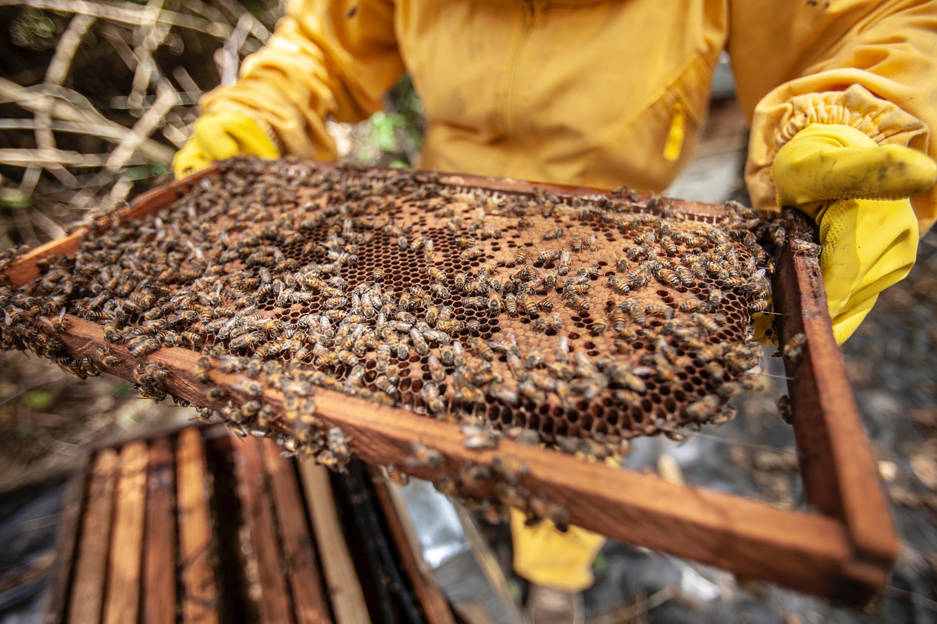 Heroes to Hives