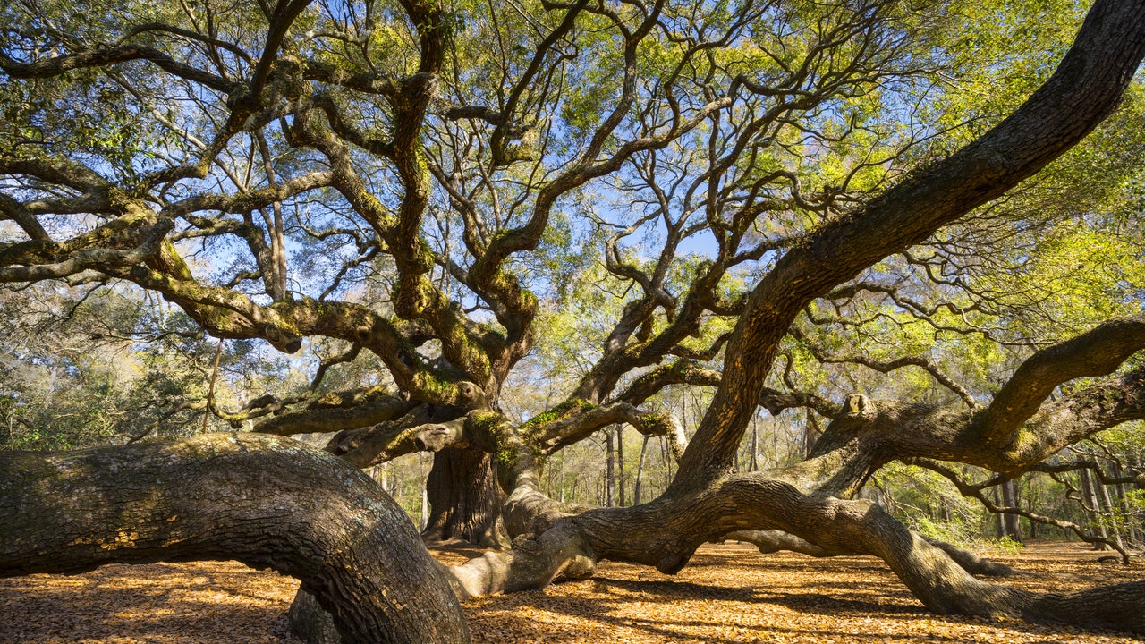How a Charleston Guide Reckons with the City’s Past—and Celebrates Its Present