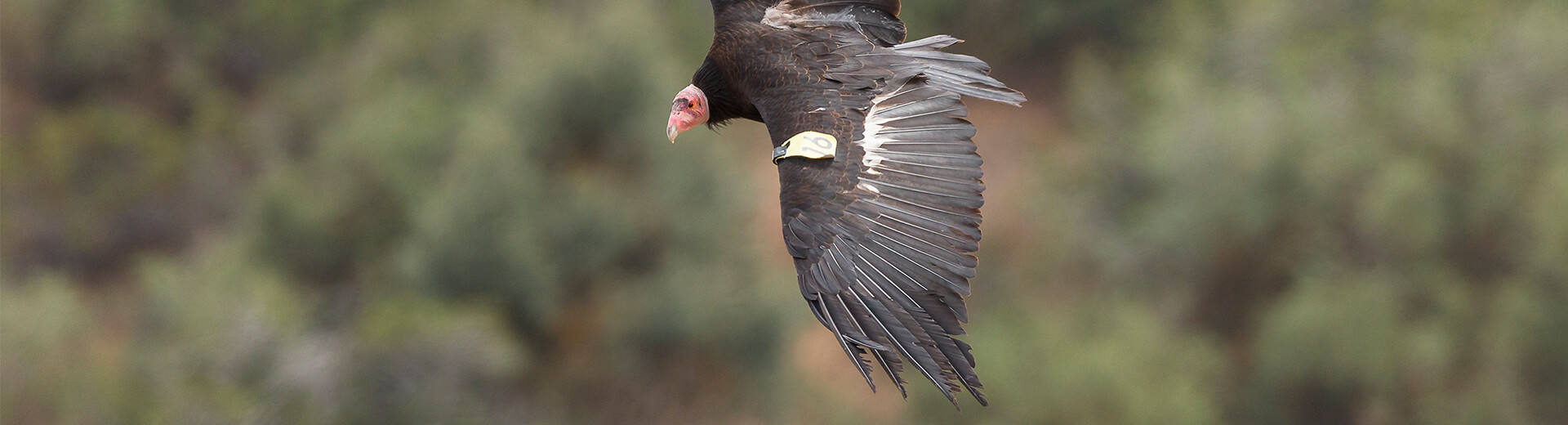 Condor Cam | San Diego Zoo Safari Park