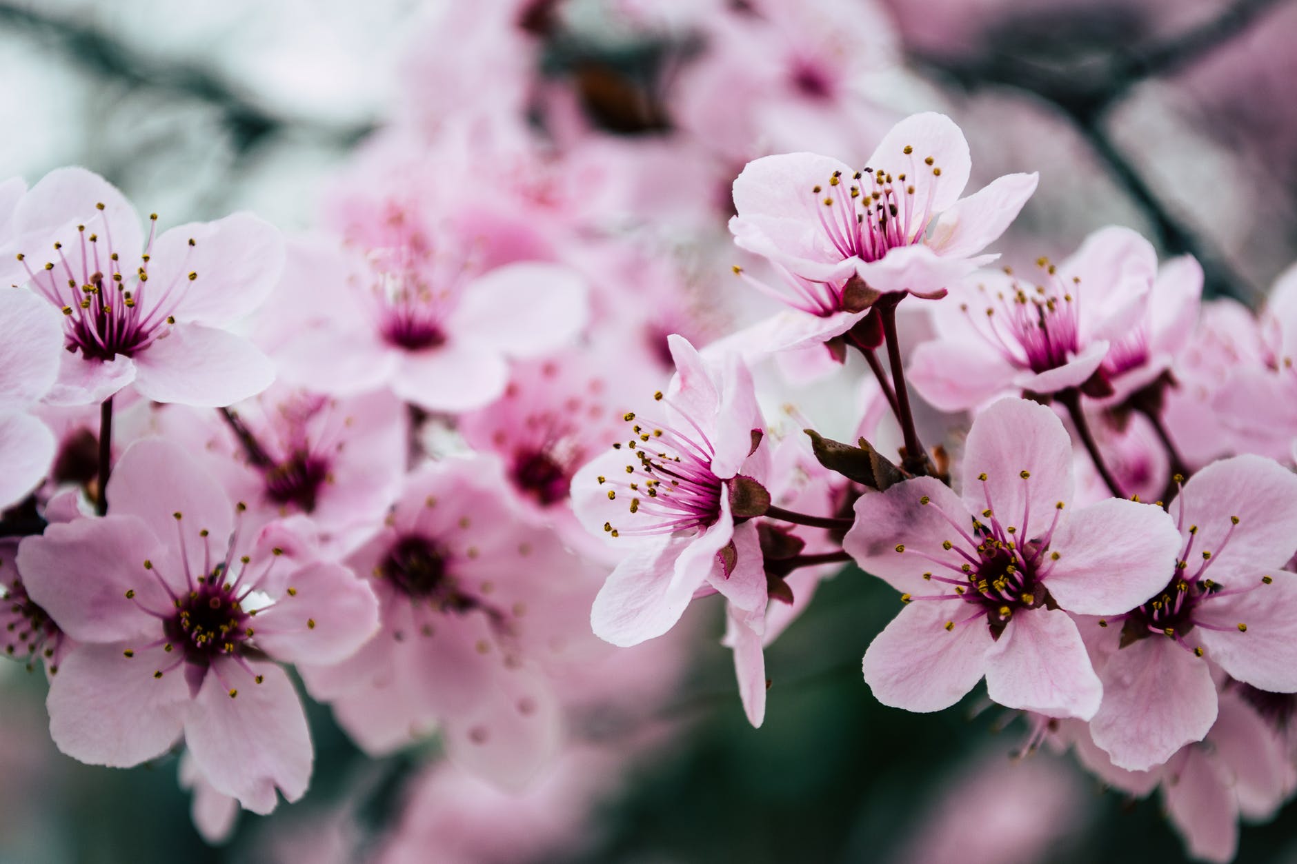 Library Debuts Video Series for 2021 Cherry Blossom Festival