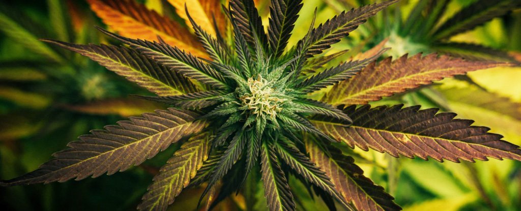 Here’s How Long a Cannabis High Really Lasts, According to Science