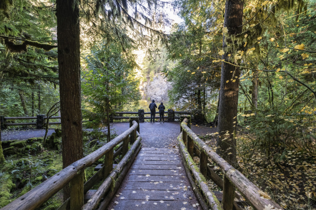 The National Forest Foundation is Planting 1 Tree for Every $1 – Sunset Magazine