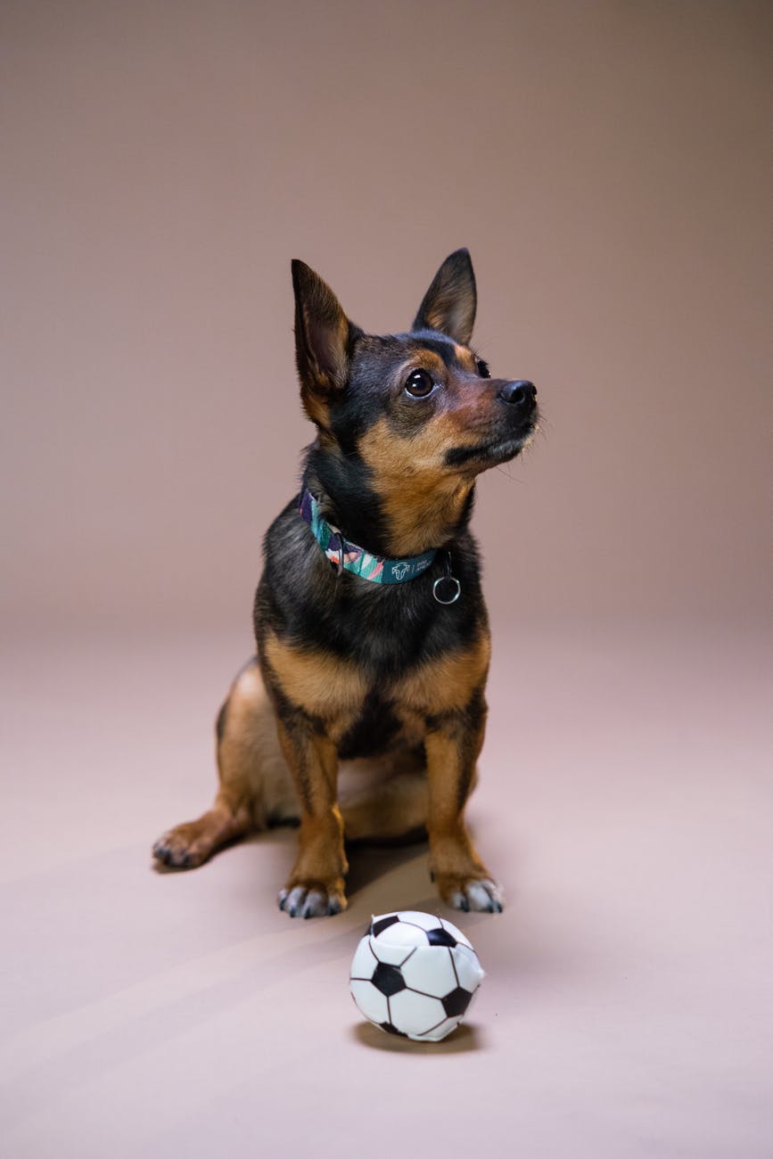 May 2-8 is National Pet Week! – FACE Foundation Blog