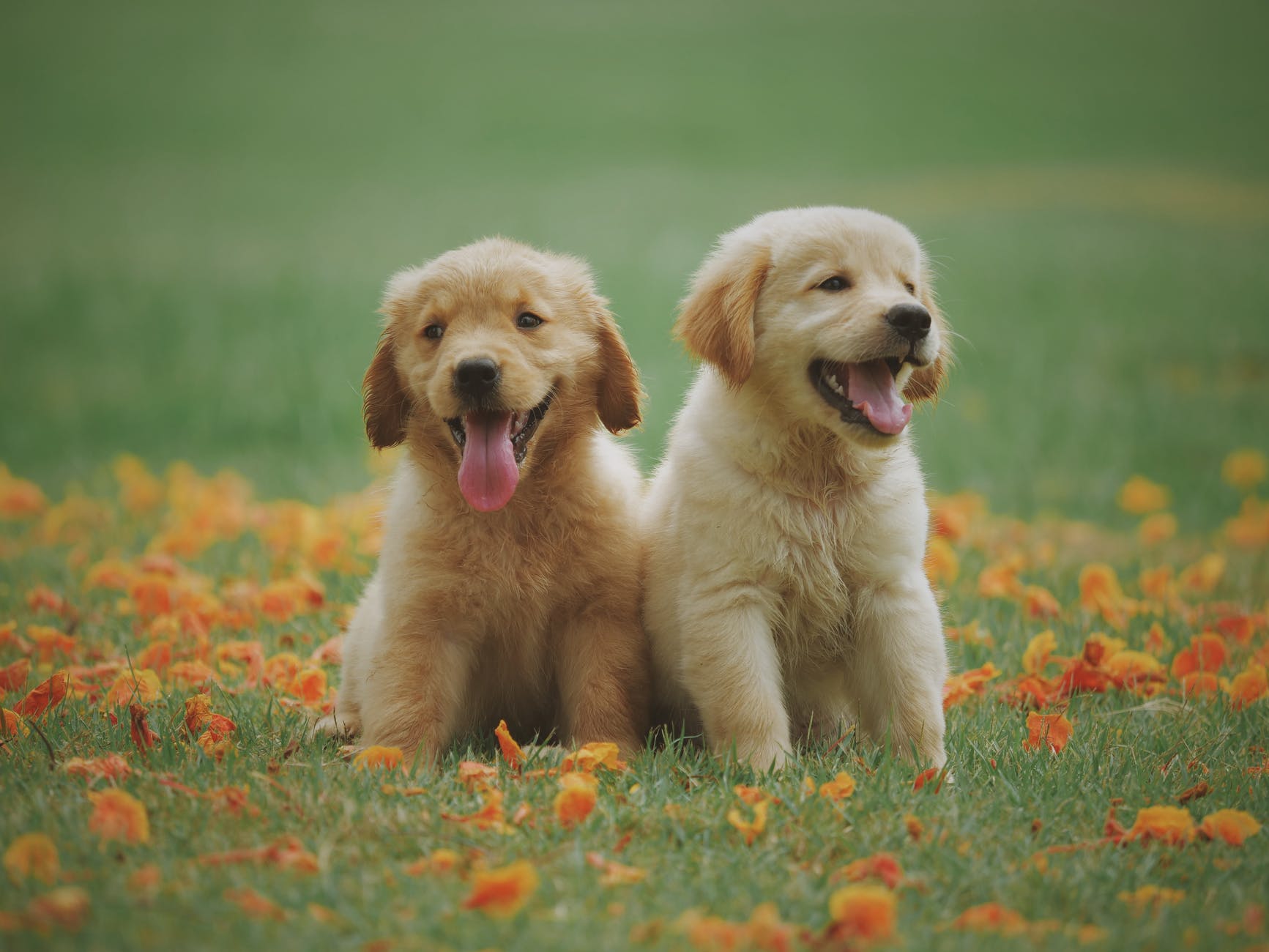 Puppies Are Born Ready to Communicate With Humans | Science | Smithsonian Magazine