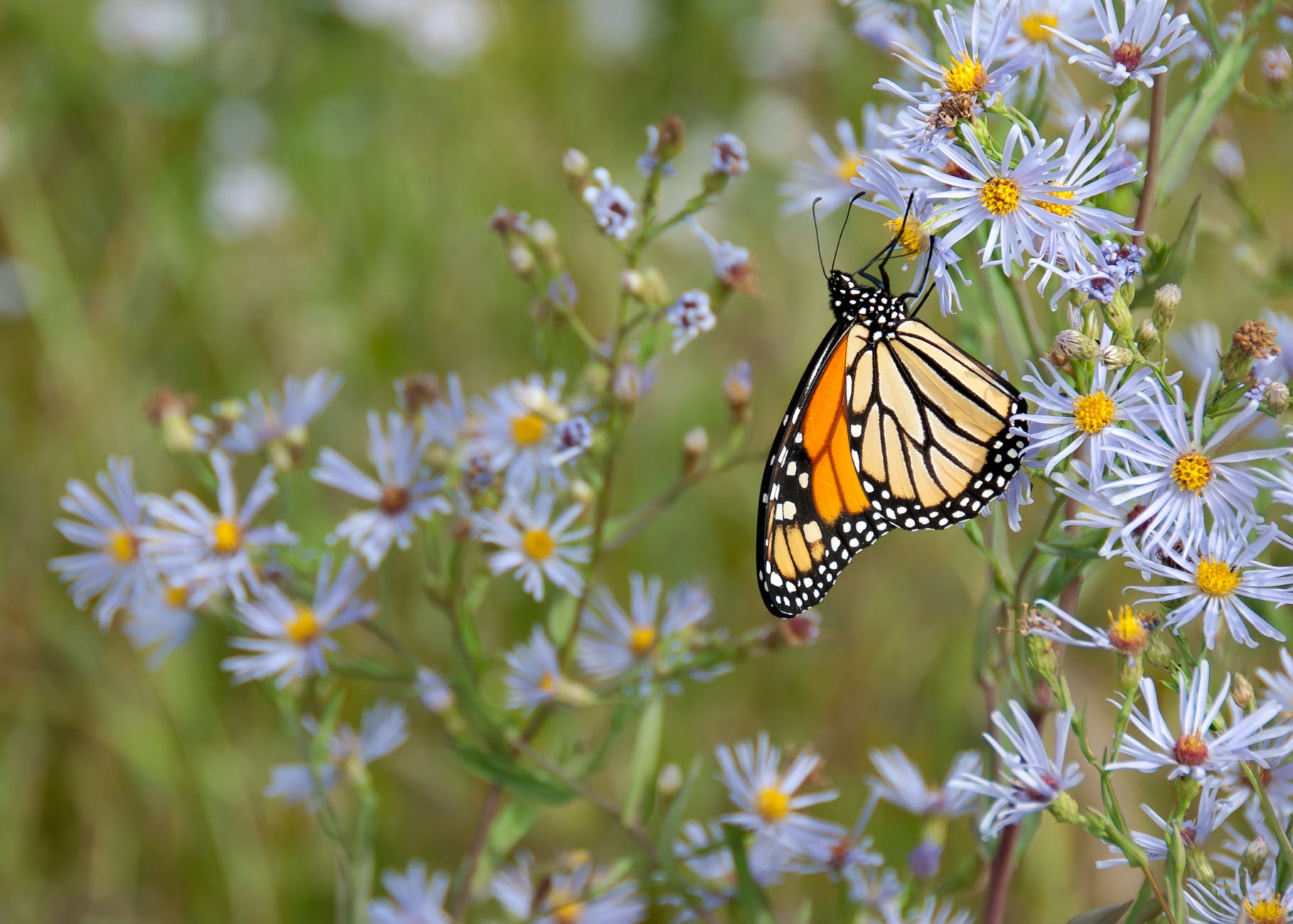 Monarch butterflies are beloved—and declining for this sad reason | Popular Science