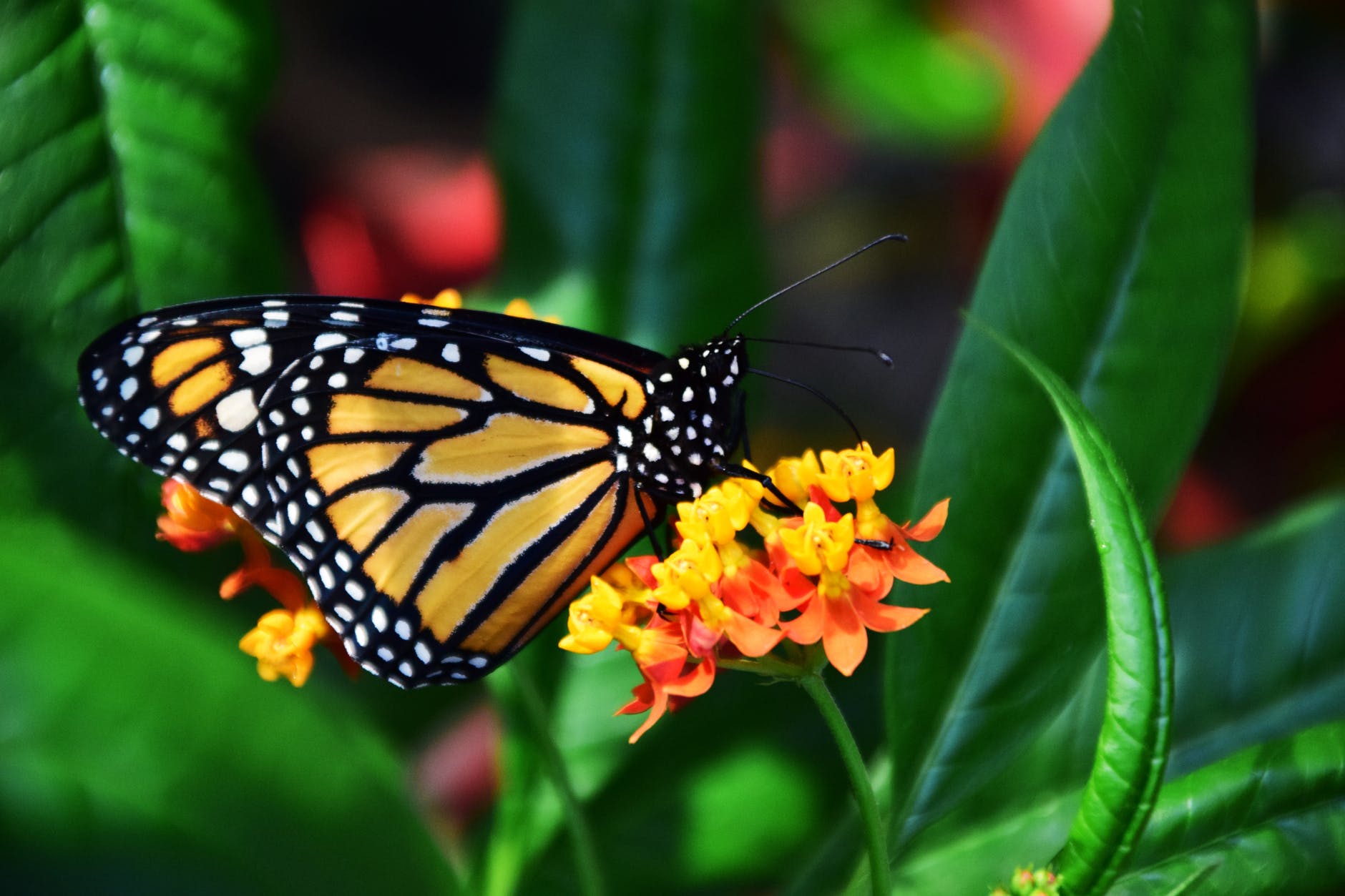 Why Is the Eastern Monarch Butterfly Disappearing? Is There Something We Can Do About It? | SCITECHDAILY