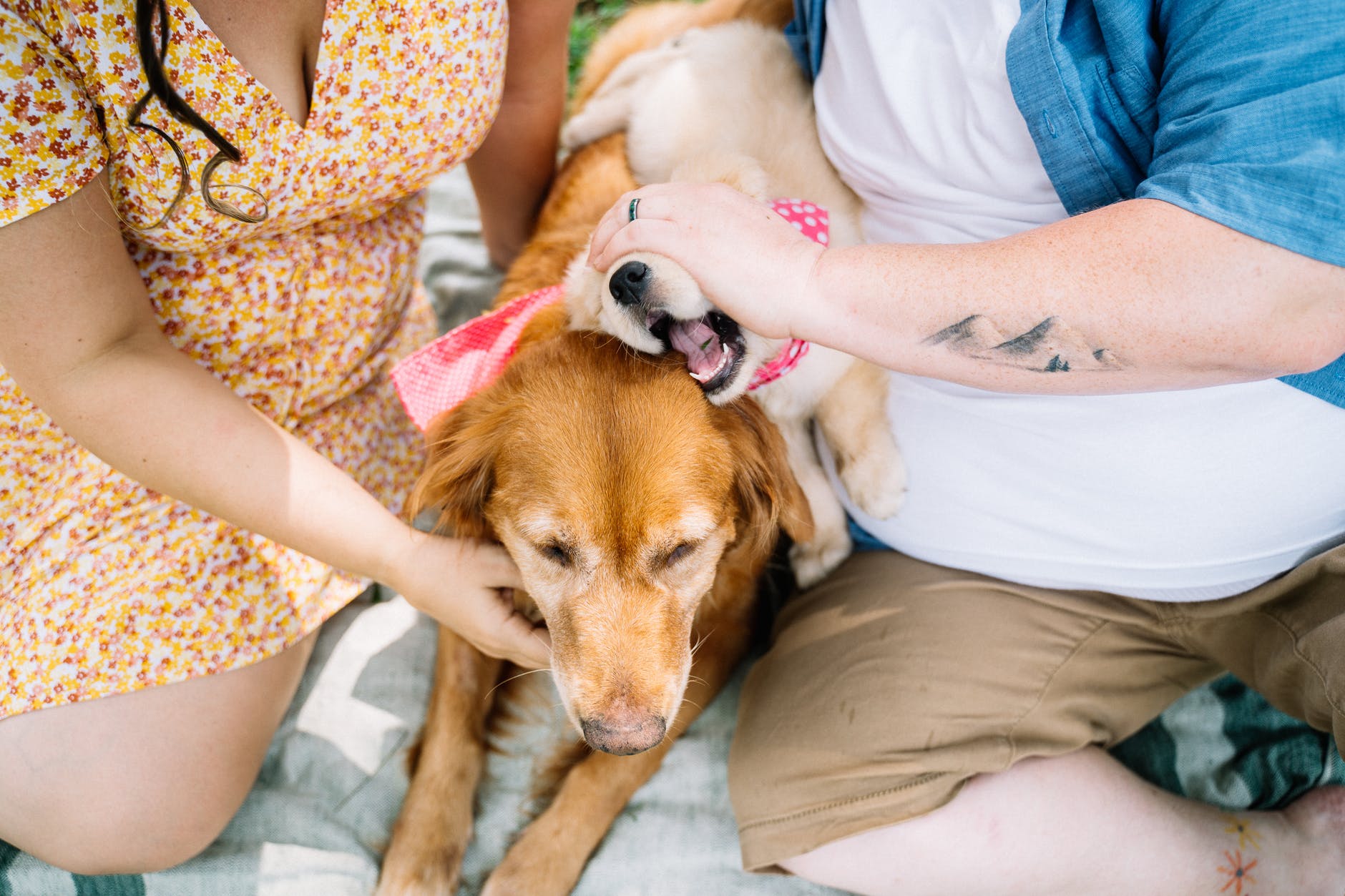 What is consciousness like for other animals and when did it evolve? | New Scientist