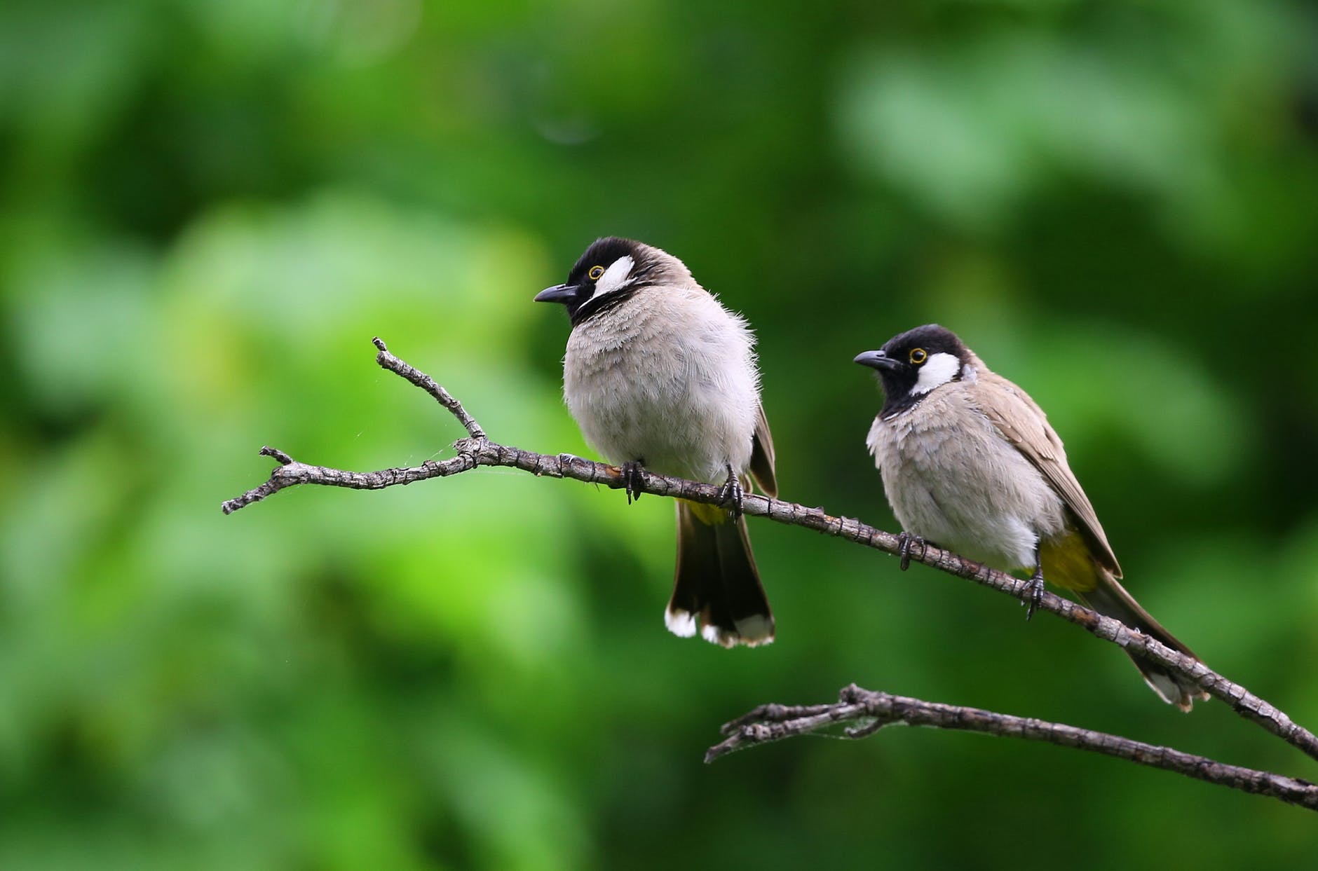 Cornell’s Merlin app can identify birds by sight and sound | Popular Science