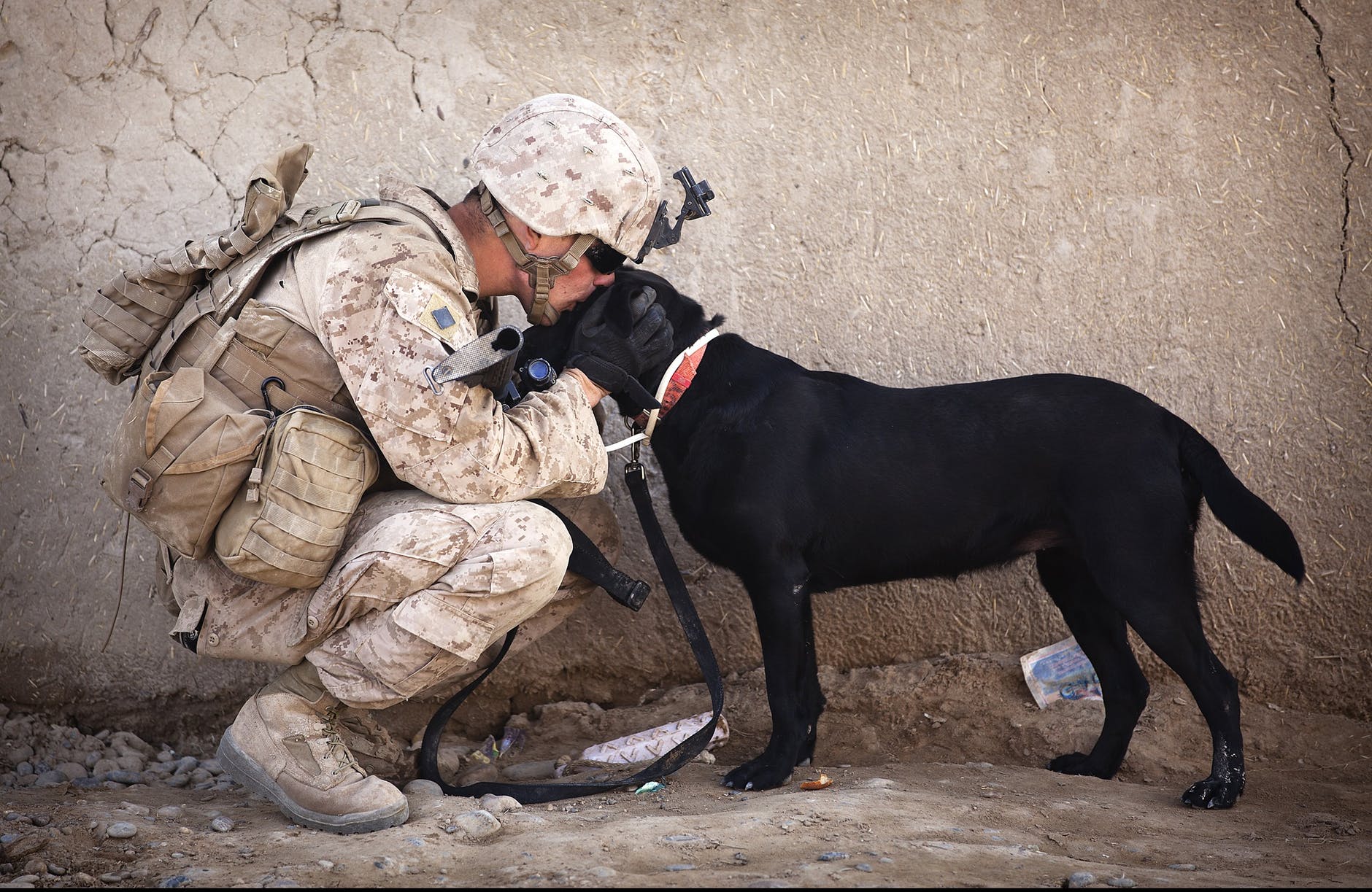 Veterans Can Train, Adopt Service Dogs Under New PAWS Law : NPR