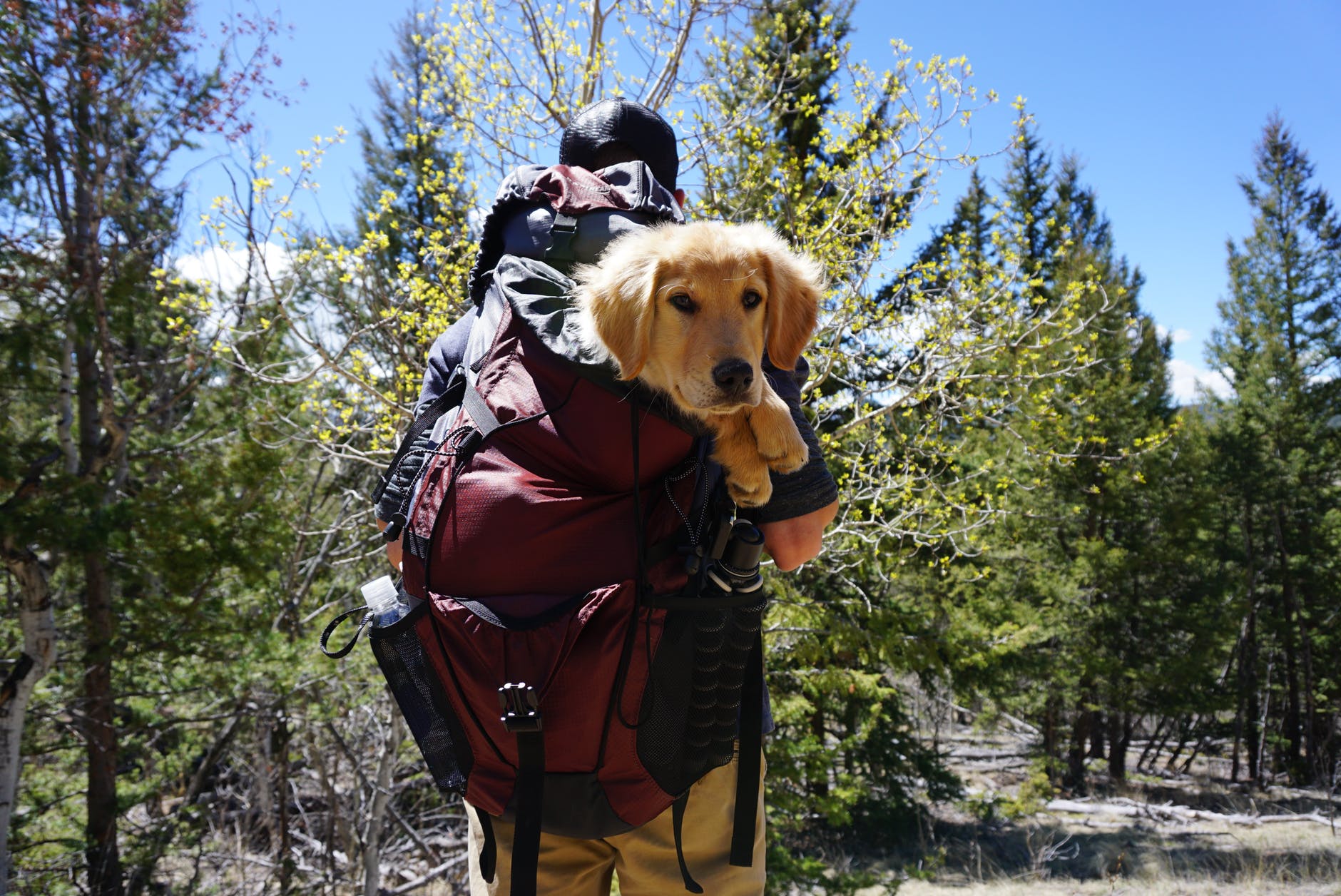 National Park Service to Hikers: Leave Dogs at Home – Sunset Magazine