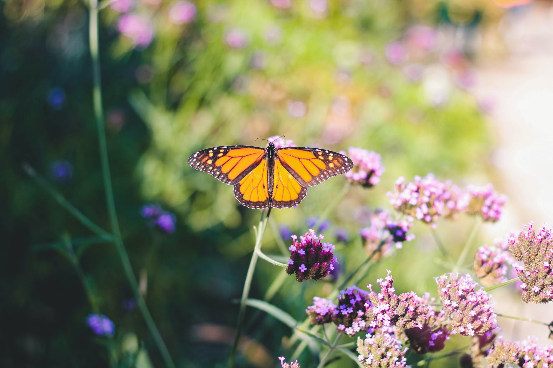 Monarch butterflies are being wiped out. These combat veterans are trying to save them | NBC News