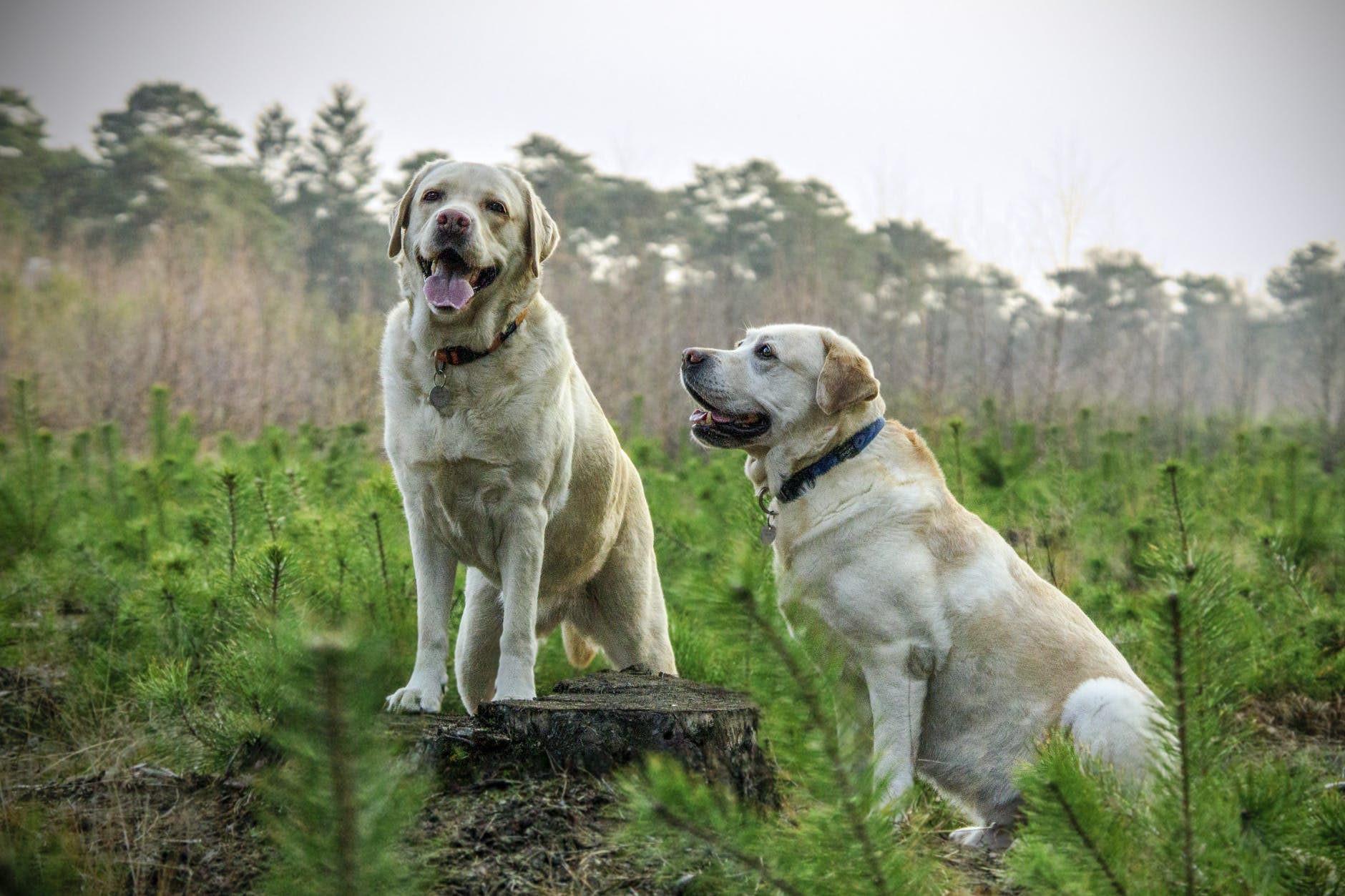 Do dogs miss us when we are gone? A “talking” dog offers insights | Salon.com