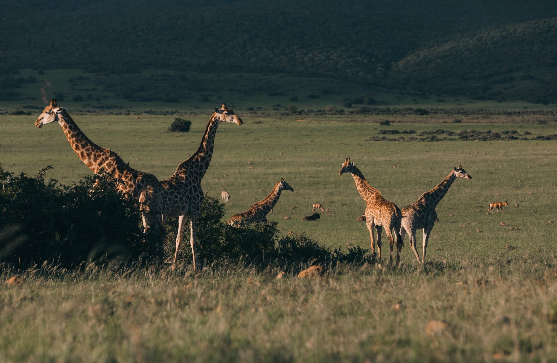 Giraffe populations are rising, giving new hope to scientists | Animals | National Geographic