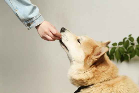 How much food should I feed my dog? How to keep your pup healthy | USA Today | Life
