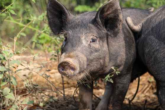 New York’s Farm Sanctuary Is Magical And You Should Visit | Only in Your State