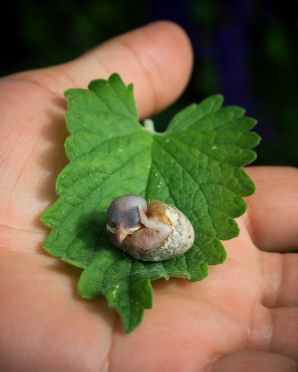 food bird garden animal