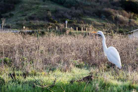 Swamps Can Protect Against Climate Change, If We Only Let Them | The New Yorker