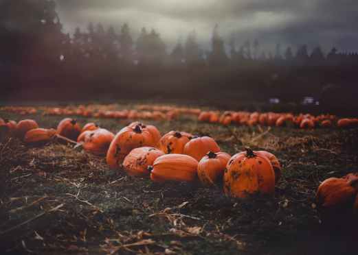 clusters of pumpkin scattered in the field