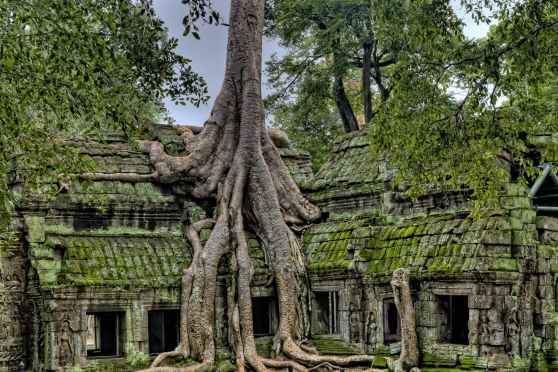 The Science Behind the Oldest Trees on Earth | Science| Smithsonian Magazine