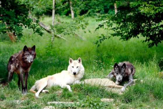 Is the Alpha Wolf Idea a Myth? – Scientific American