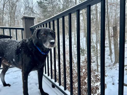 Choose the Dogs – by Teri Carter – Reporting from Dog Lake