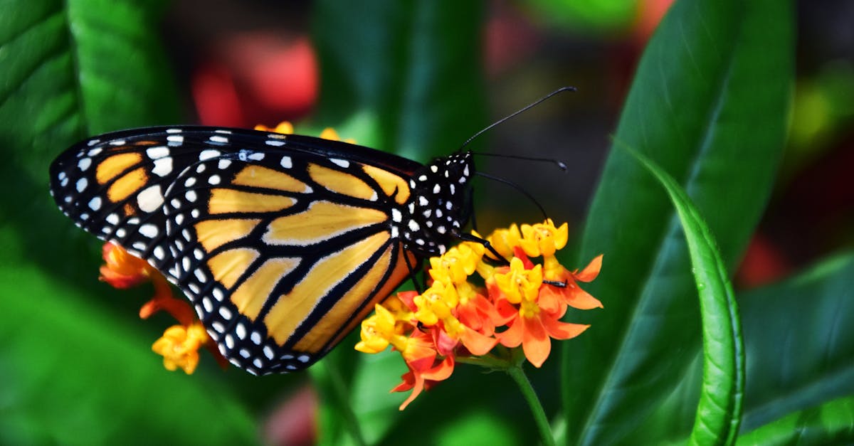 California’s Monarch Butterfly Population Plummets to Near-Record Low – EcoWatch
